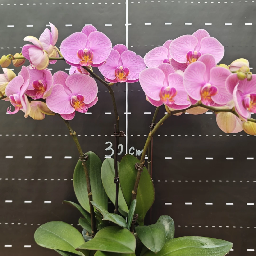 （石榴水晶）大花粉色蝴蝶兰室内花卉花期长好养带花带花苞发货