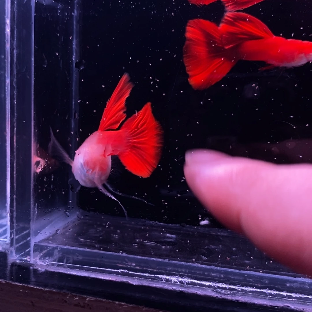 ****忆孔雀鱼精品血红一对