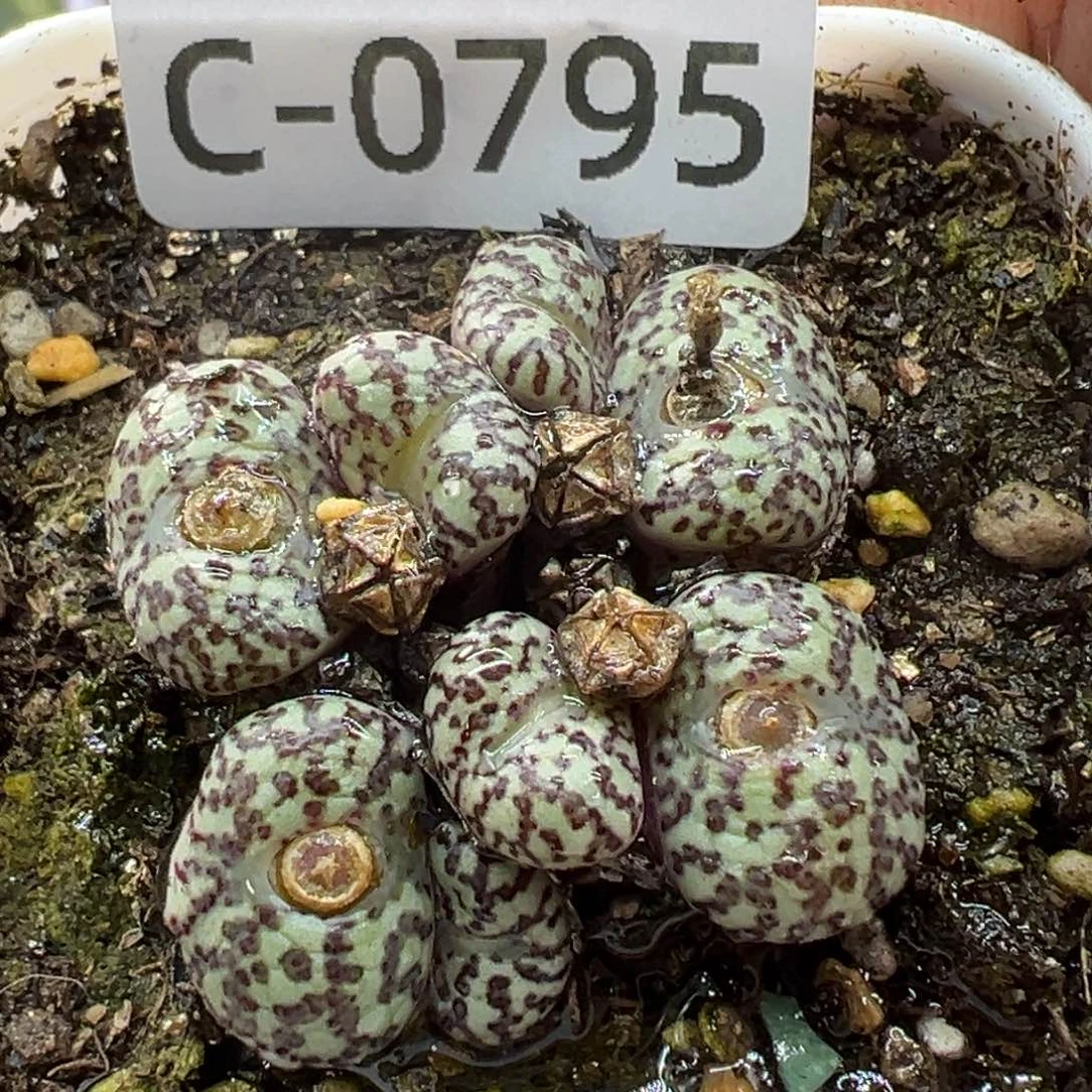 多肉植物11111111111111