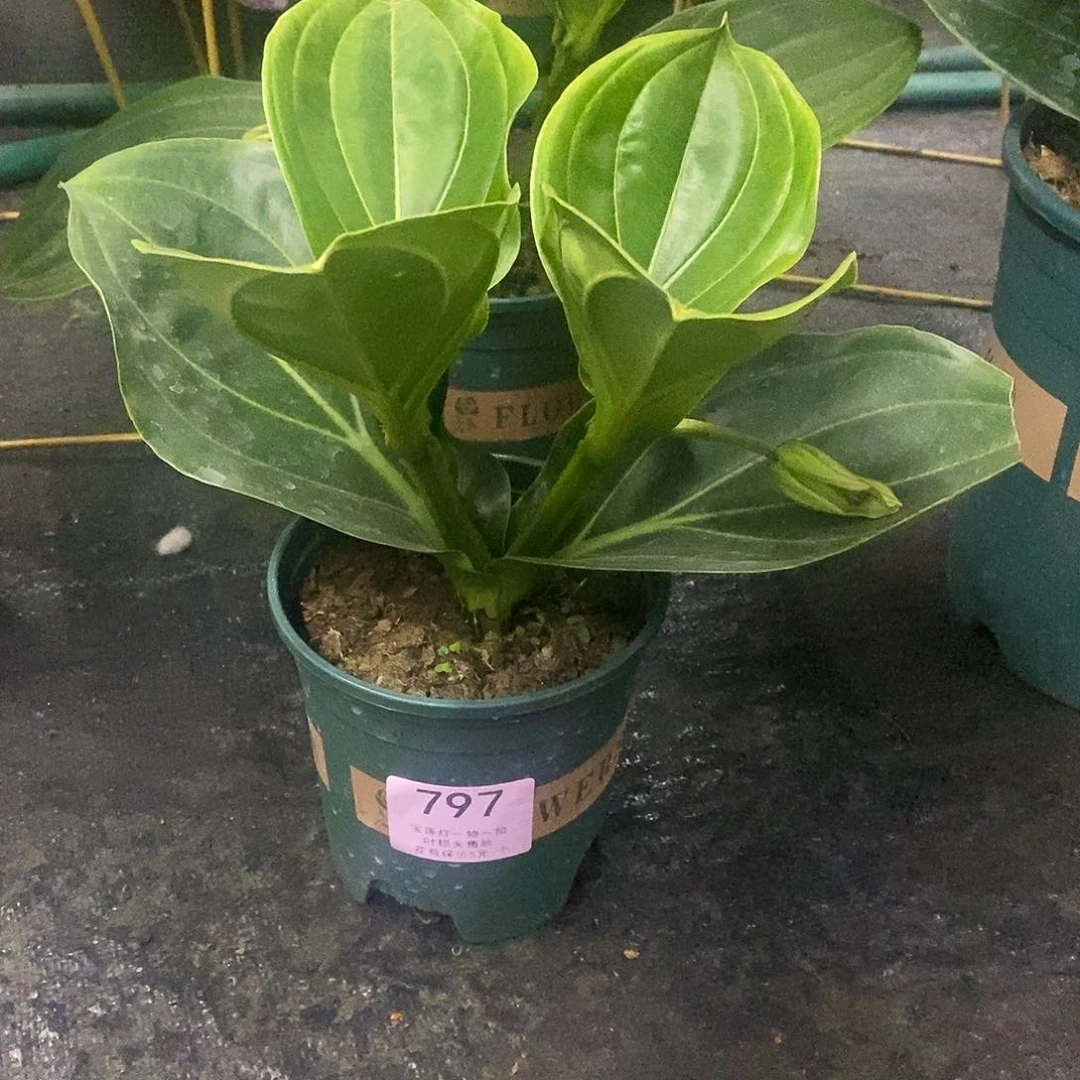 木本植物冰**子木本花卉797福利