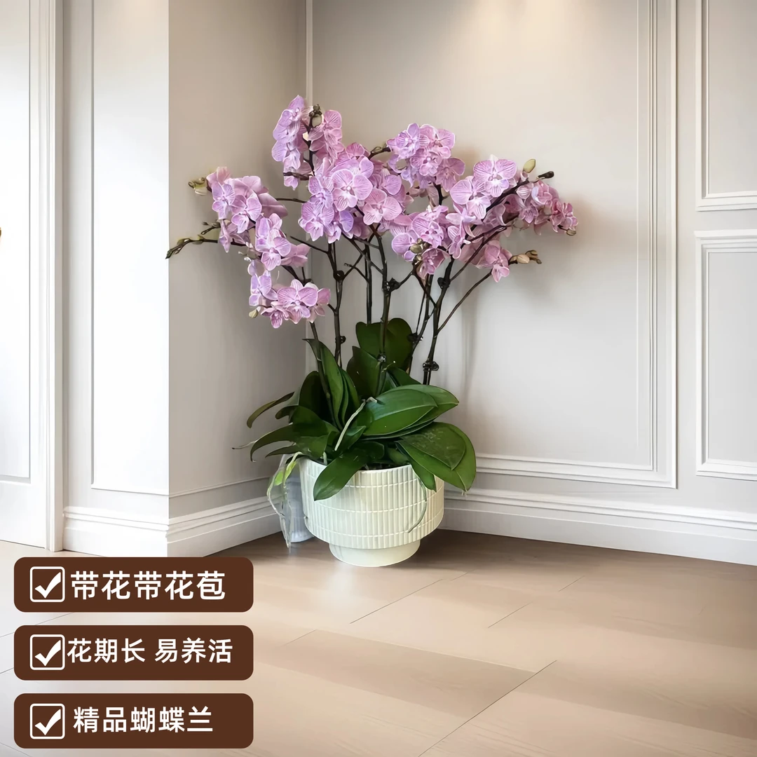 精品蝴蝶兰【樱花】 室内盆栽客厅 前台