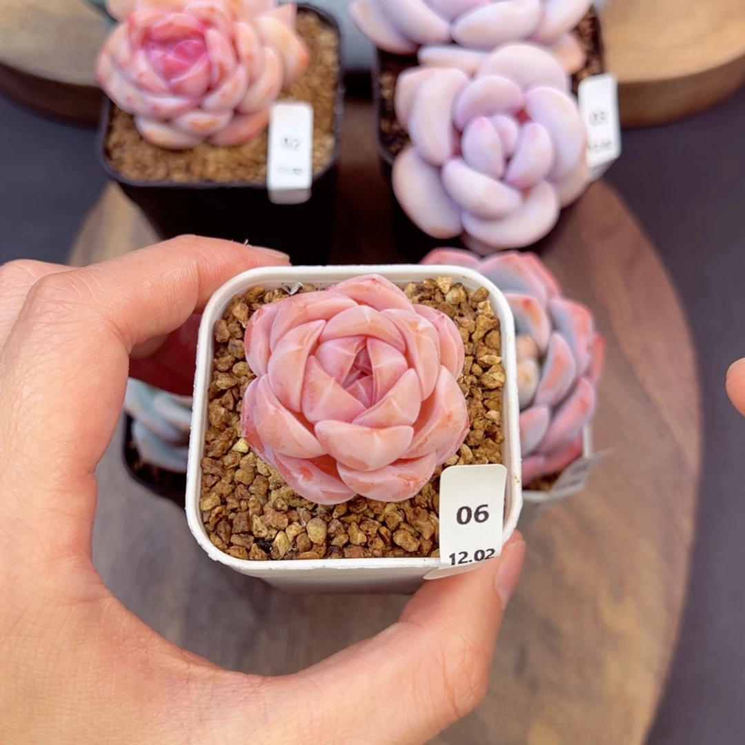 好好看06、哈哈哈哈哈