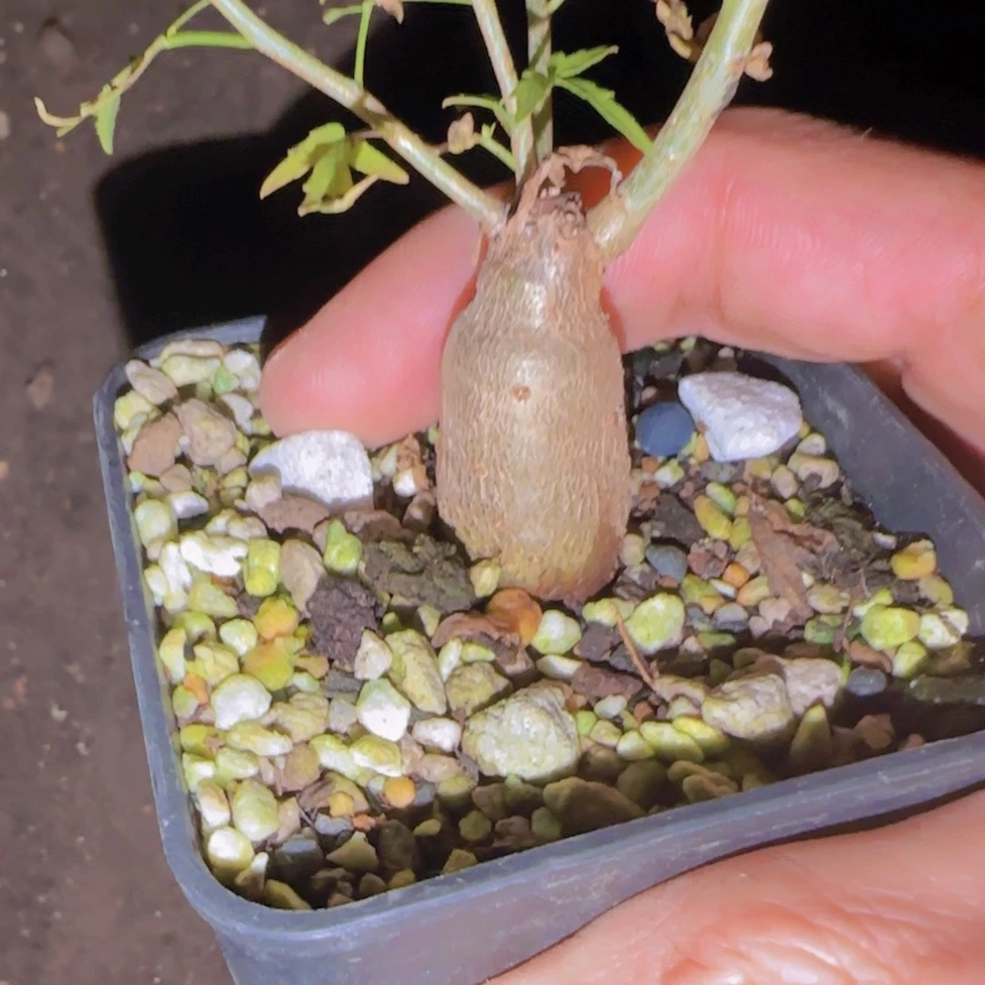 煎****块根植物块根植物
