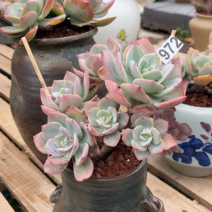 @***n972血凤脱土发货不退不换