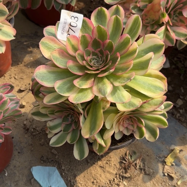 荔枝多肉法师3703