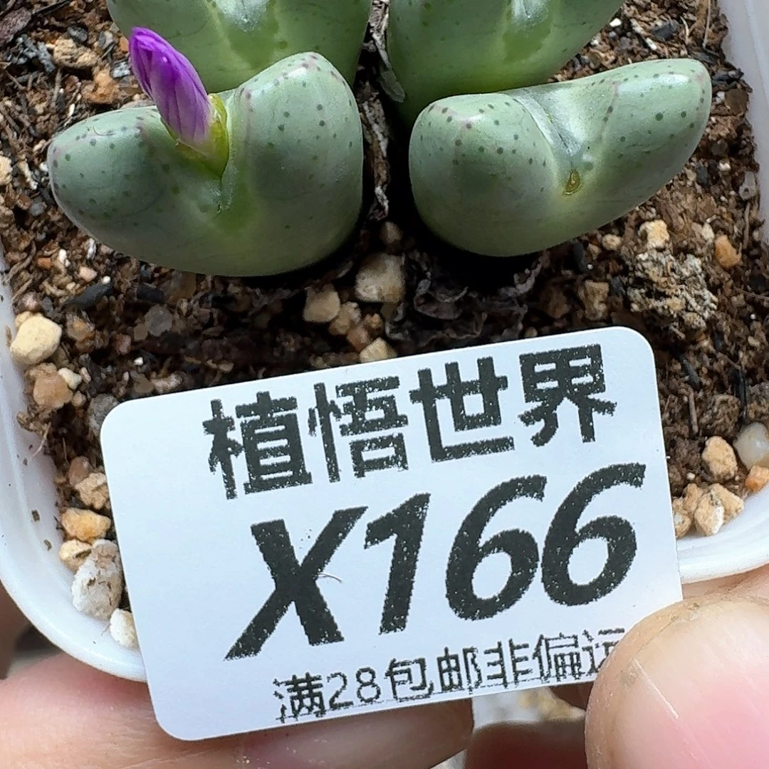 多肉植物的人生历程的多