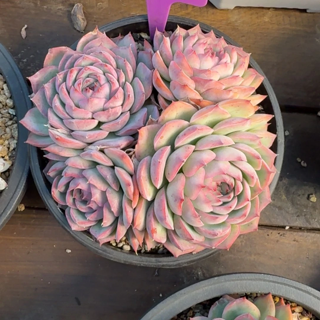 侧影特价11111111111111111