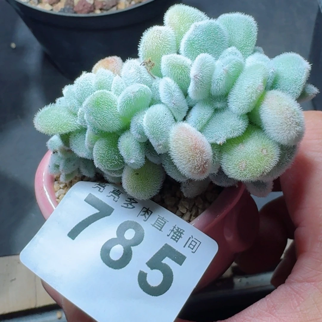 雪晃星缀化      愿你一路坦途，乘风破浪展宏图