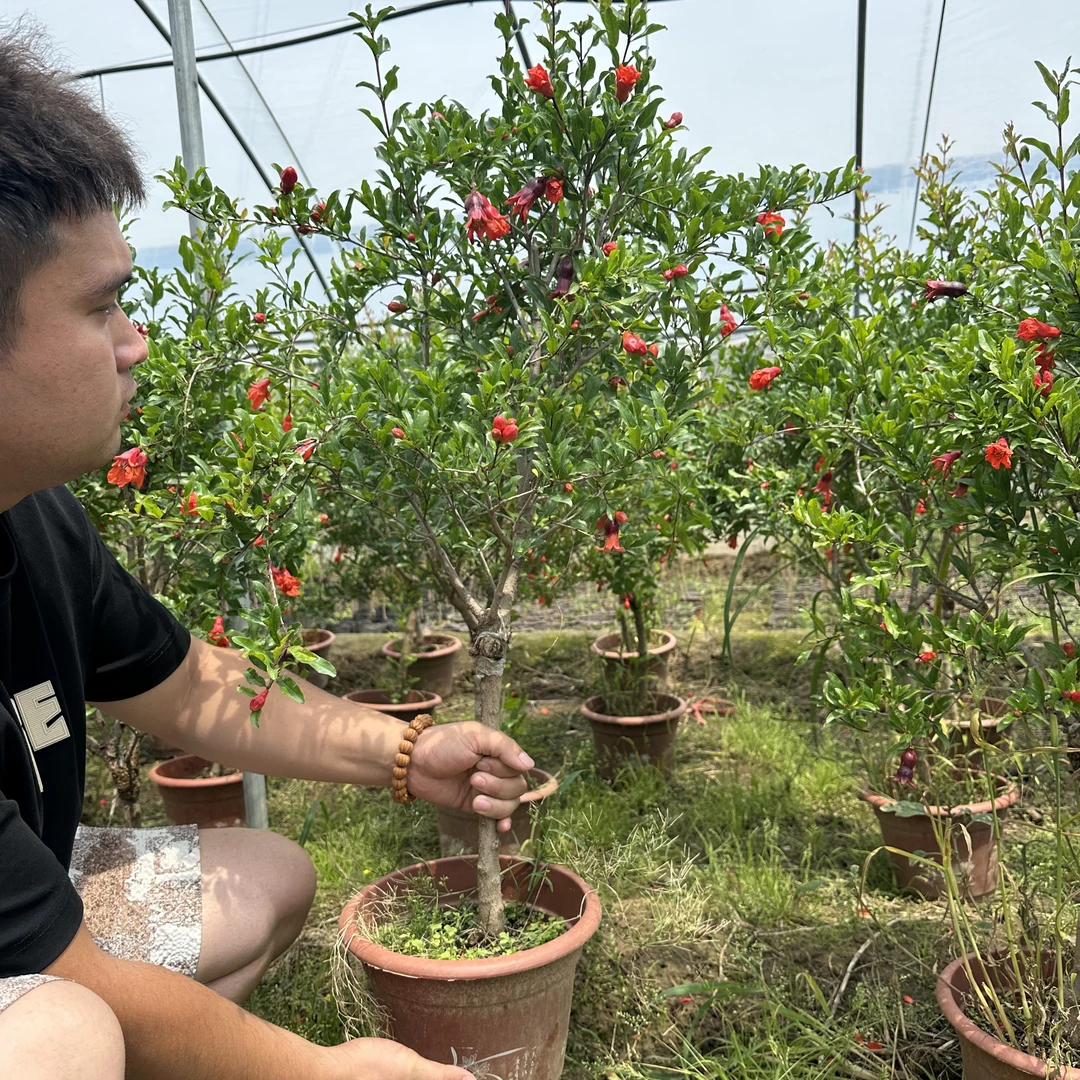 大果石榴树紫玉蒙阳红突尼斯南北方种植庭院盆栽地栽抗严寒耐高温