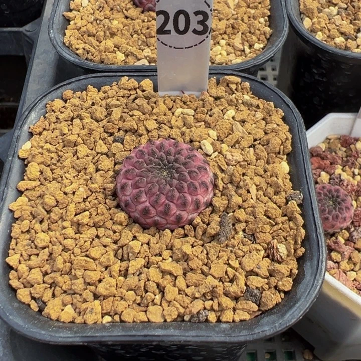 六***云203实生根红丽丸多肉植物带盆土