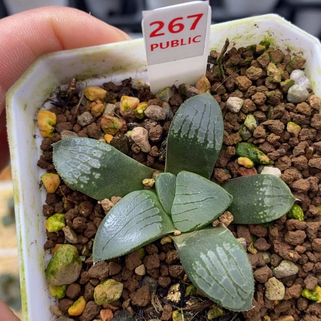 267百鸟朝凤十二卷多肉植物
