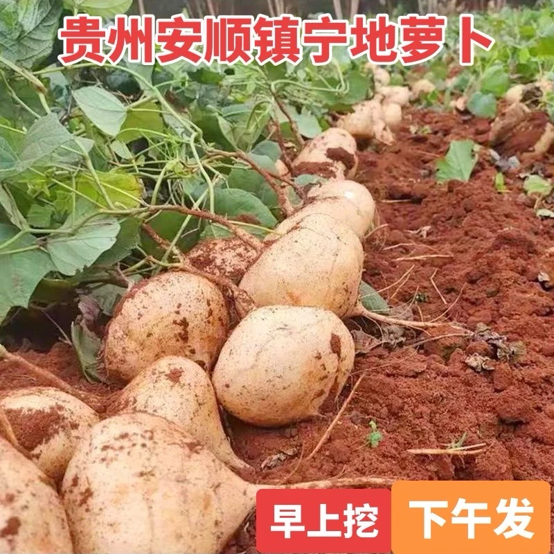 2025年贵州安顺镇宁地萝卜新鲜现挖凉薯脆甜多汁当季水果沙葛8
