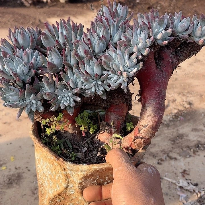 仙女杯多肉植物提取