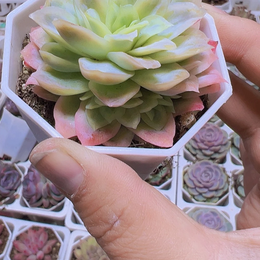 冰片锦2盆19包邮多肉