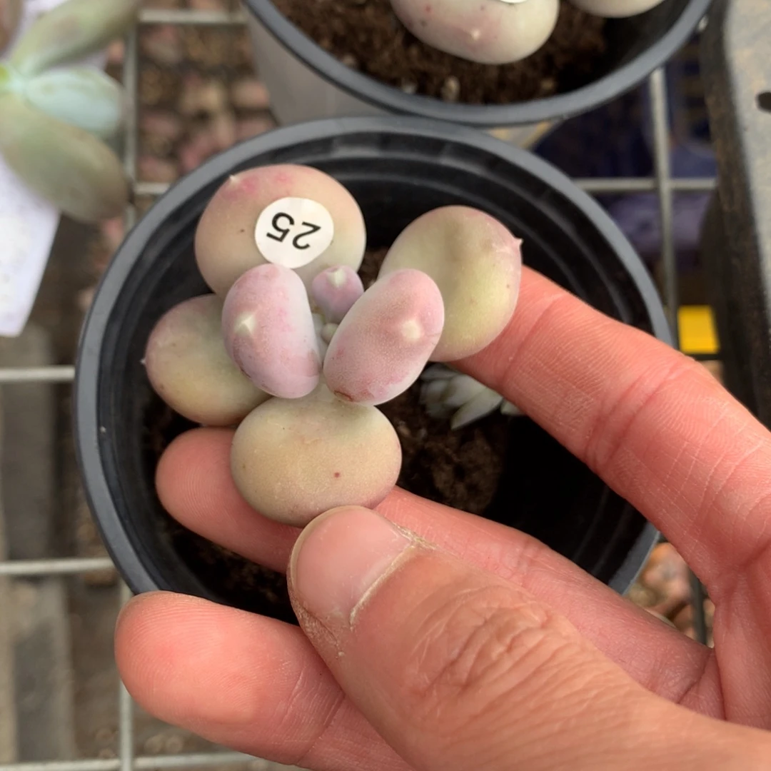 小屁桃奶酪多肉25