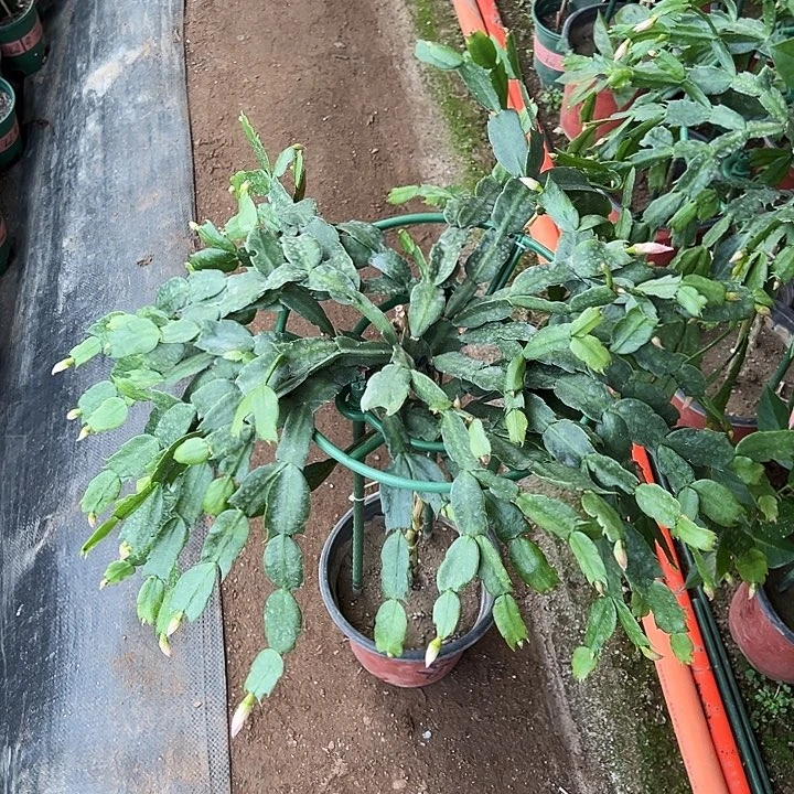 ****爱叶仙嫁接一层大颗单色一颗带花架