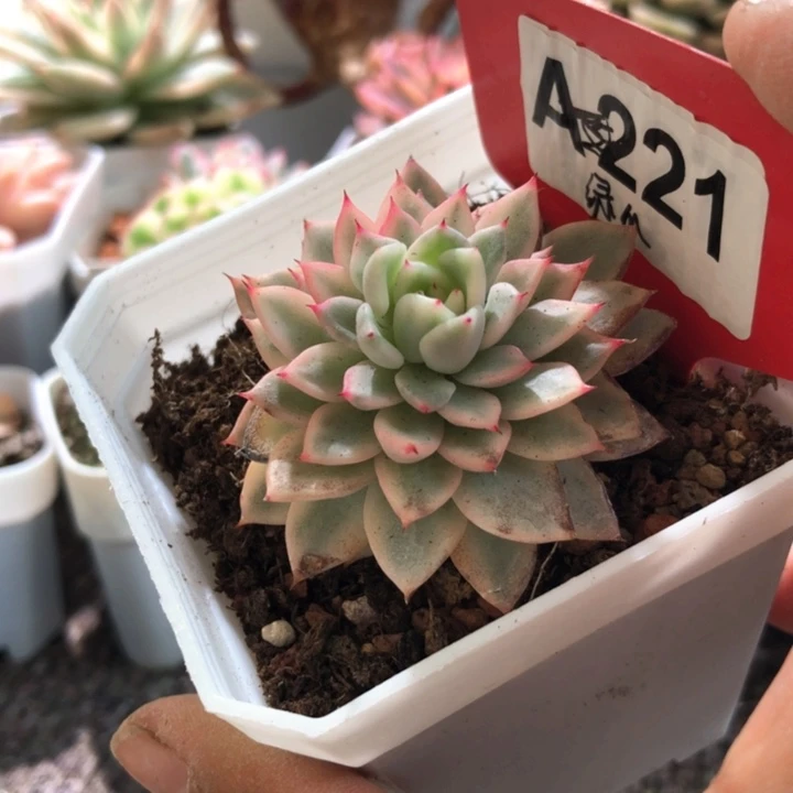 绿爪覆轮锦有根有