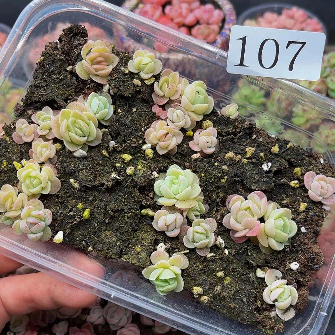 多肉植物多肉植物107