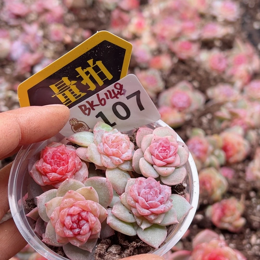 多肉植物多肉植物