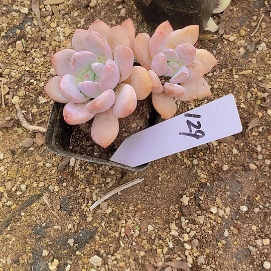 夜**兰129多肉植物老桩