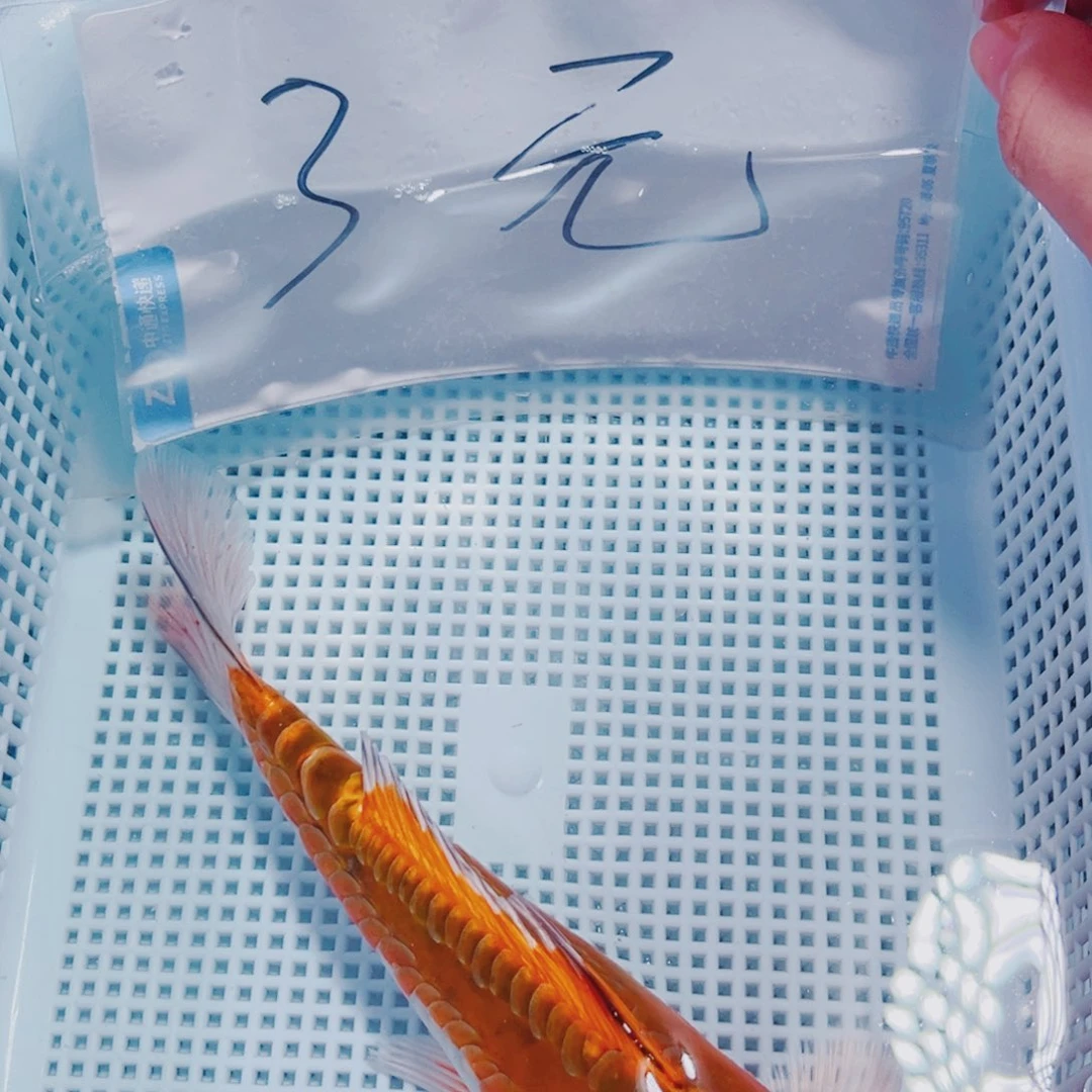 海水鱼锦鲤冷水194