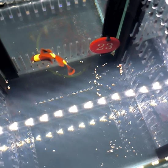 海水鱼金透红5+/5-56-23