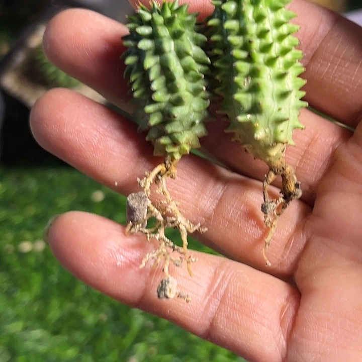 飞*大戟两个1111111111111