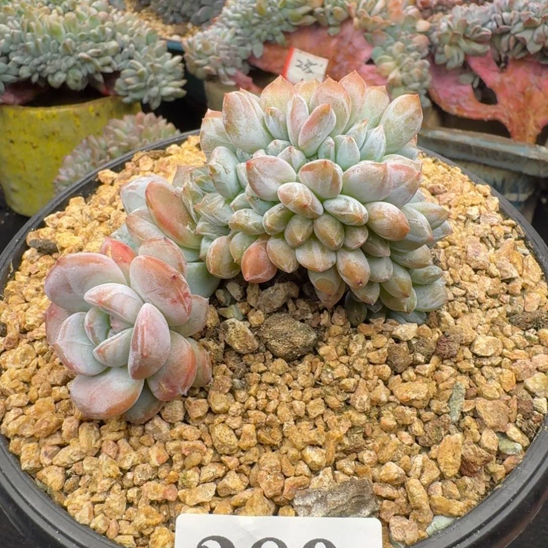 389星影缀鸡腿桩（9厘米左右）