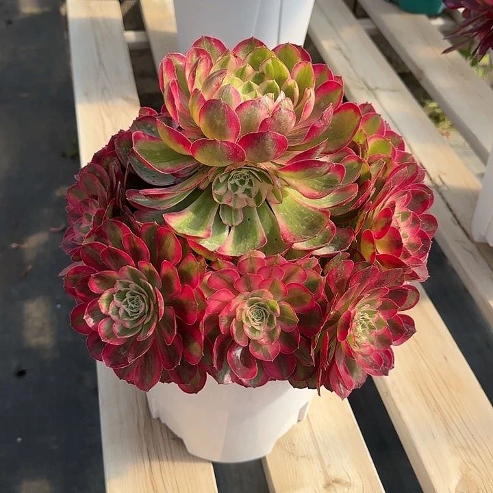 法师多肉植物孔雀翎