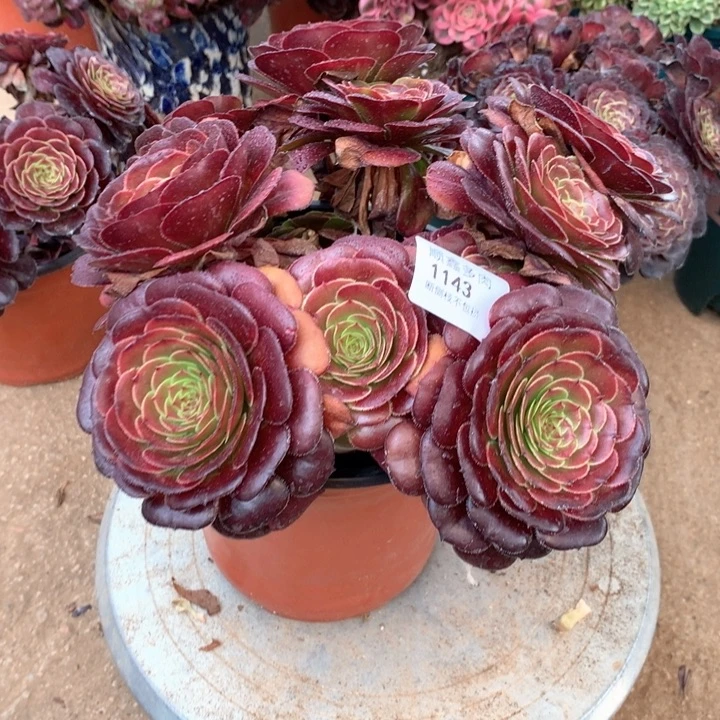 1143黑萝莉多肉植物特价不售后