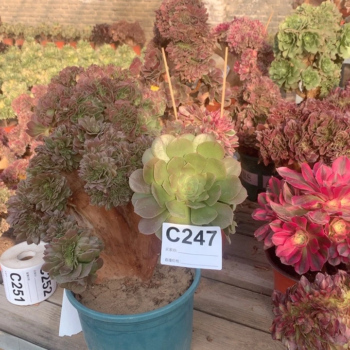 247 万圣节缀多肉法师