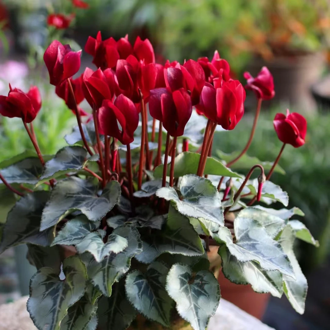 黑丝绒 盆栽仙客来观花花卉好养易活