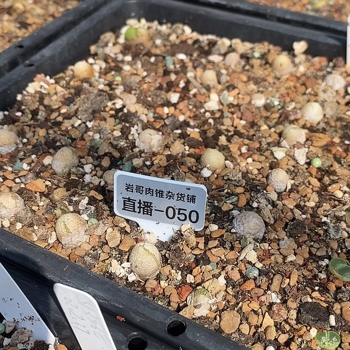 匈牙利种源玉米一颗