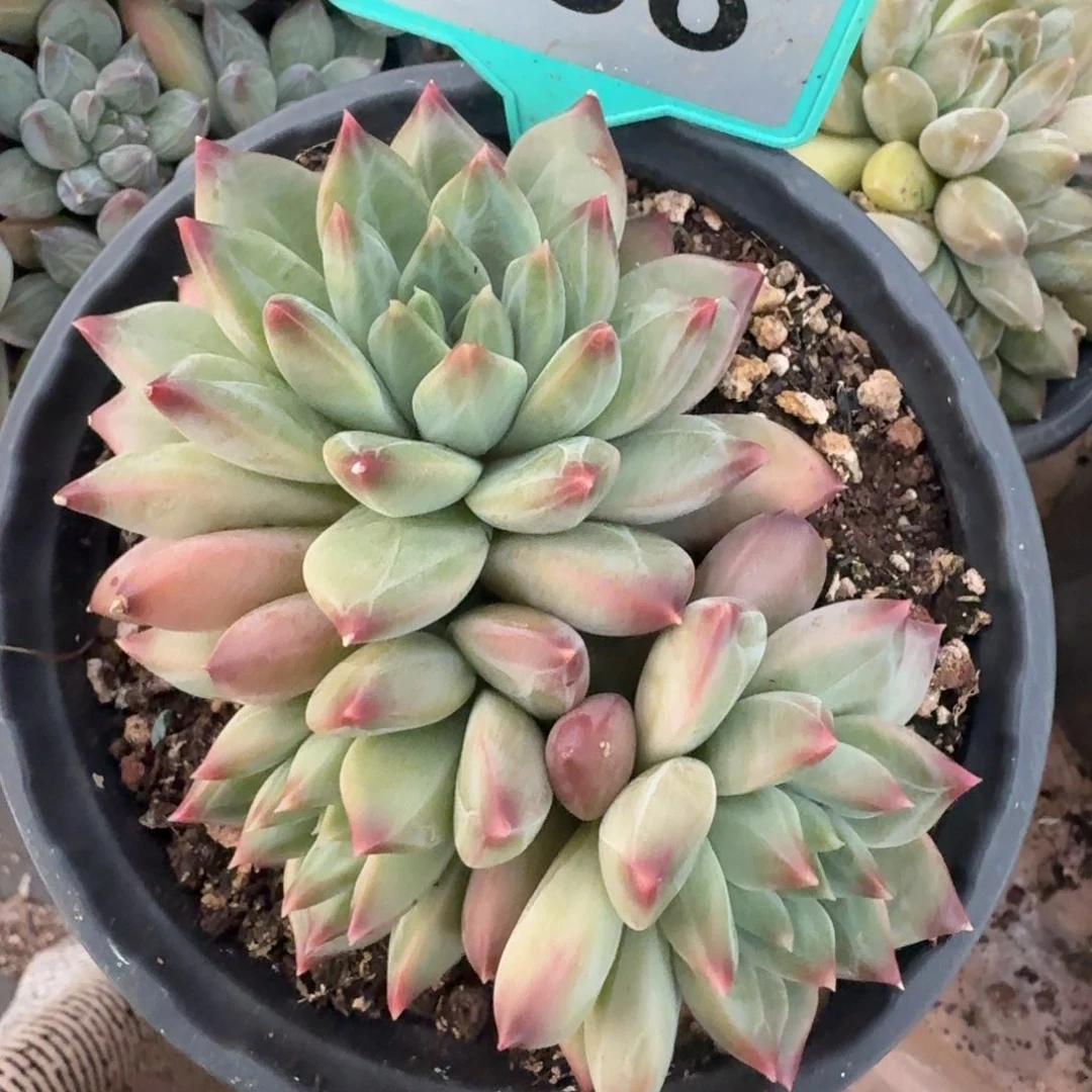 新品美人一物一拍336