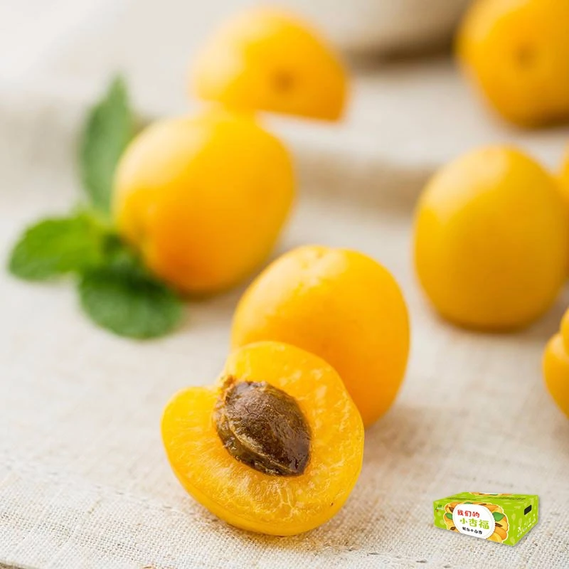 新疆轮台白杏新鲜采摘香甜多汁顺丰空运直发包邮