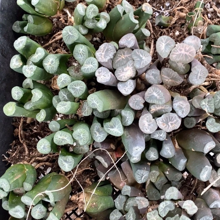 2152 一颗大窗或秘纹万象 随机发货 炸弹福利