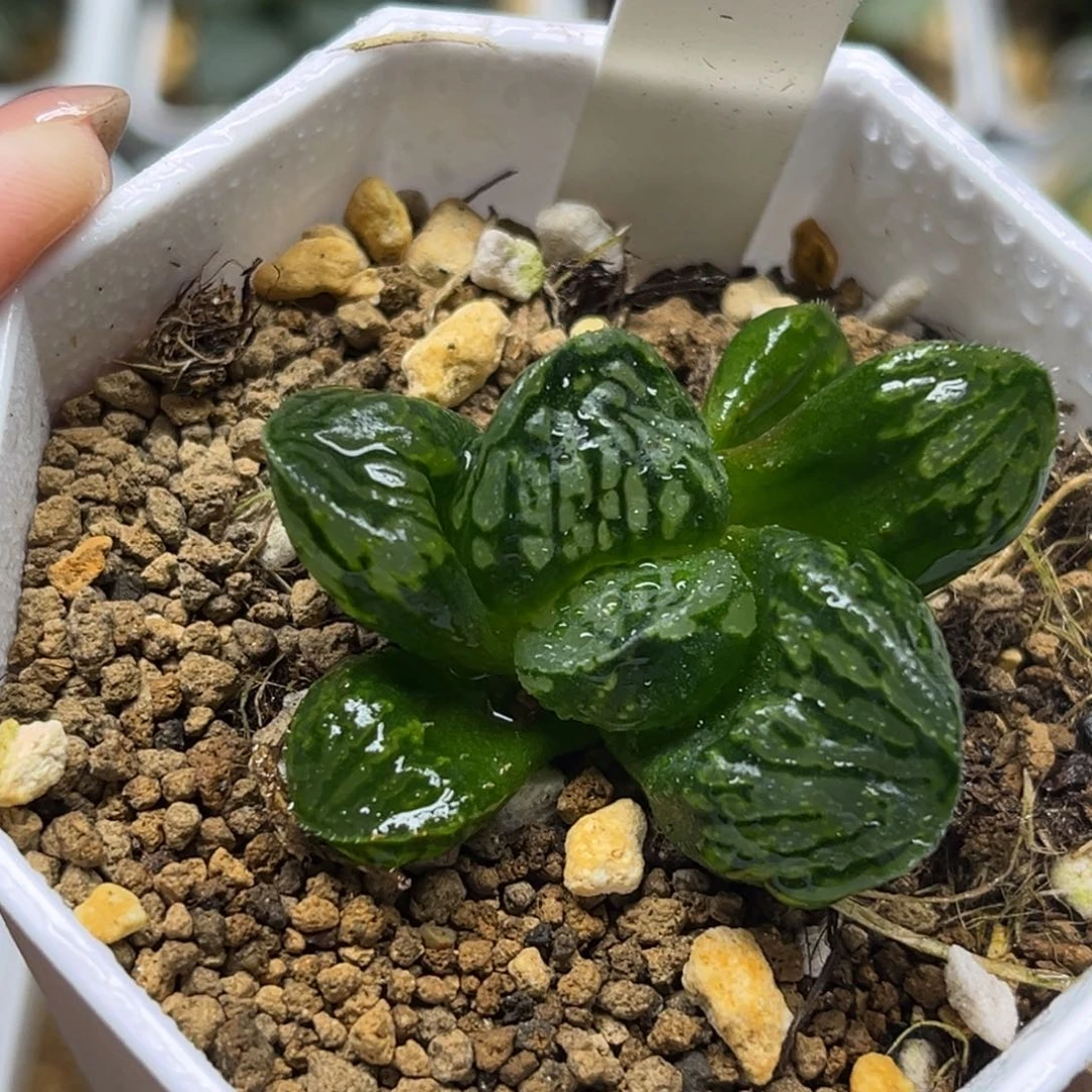 53月光宝盒冰城实生