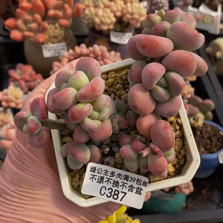 腰子洛神10cm387多肉植物