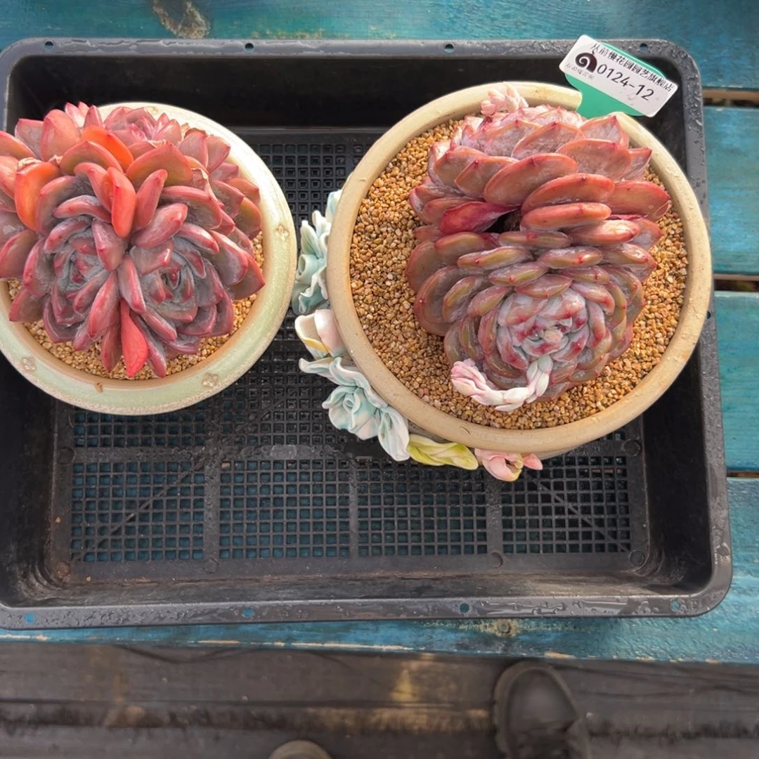 多肉一物一拍0124-12