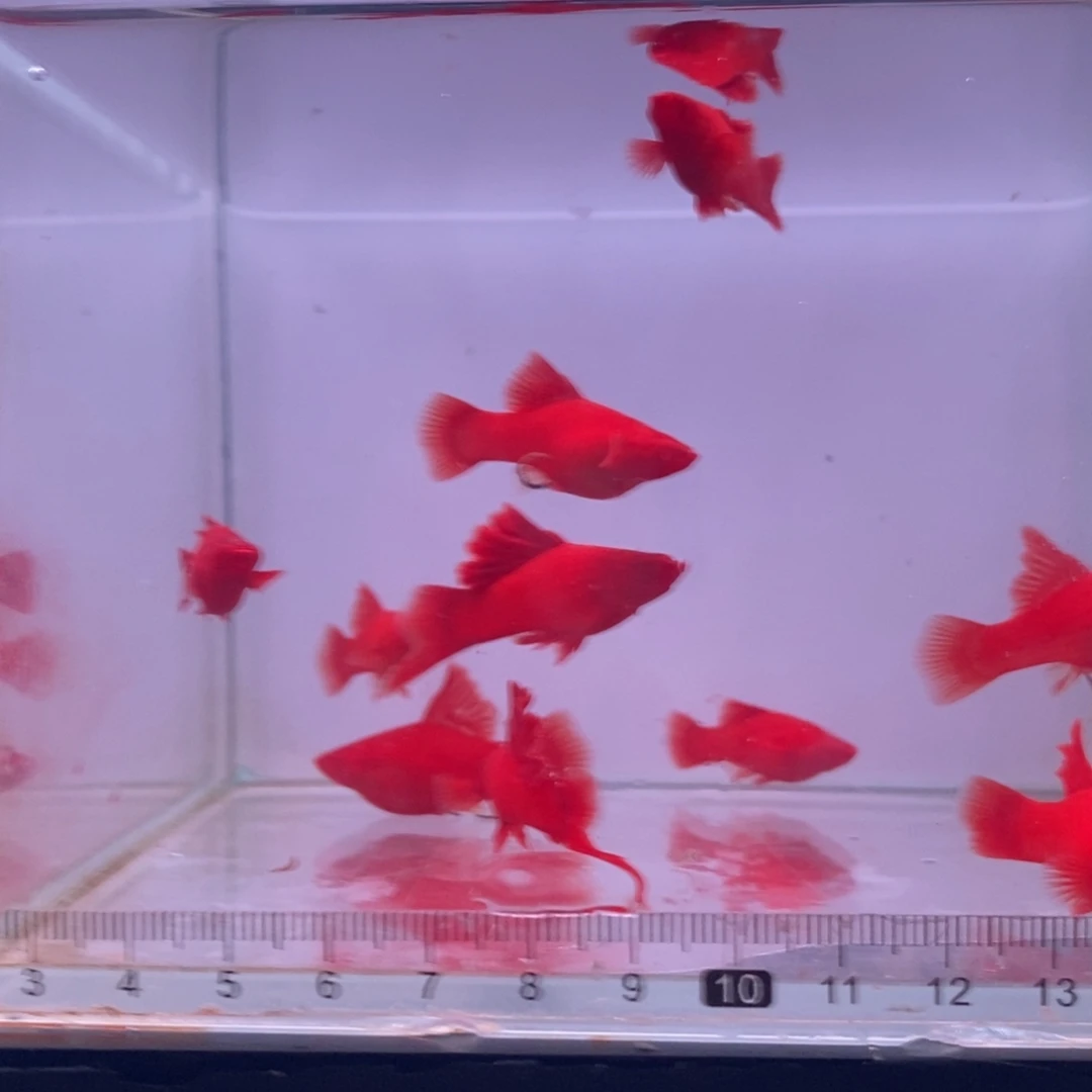 三***、海水鱼清缸10鱼苗，颜色浅瑕疵款