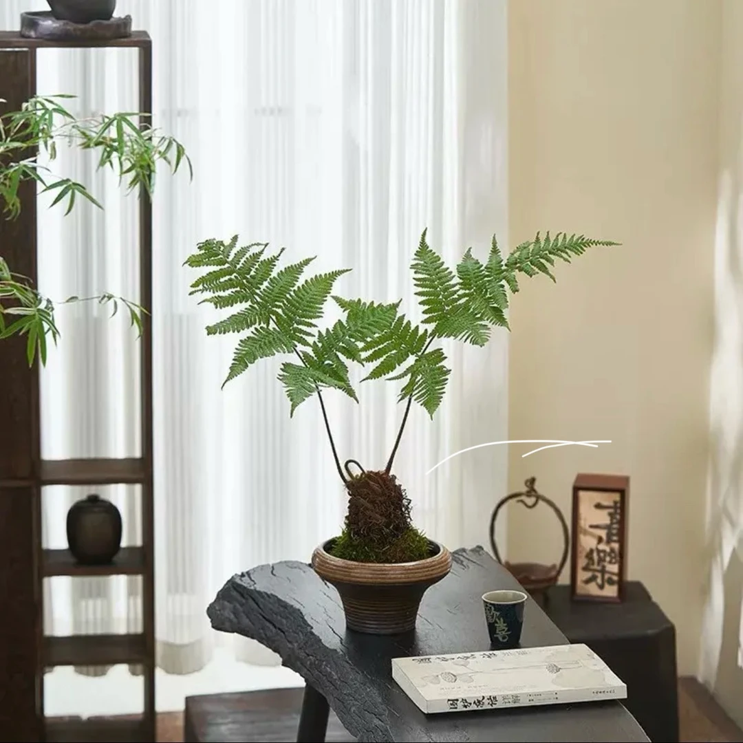 一物一拍红磷蕨苔藓球水培植物蕨类室内禅意盆景绿植