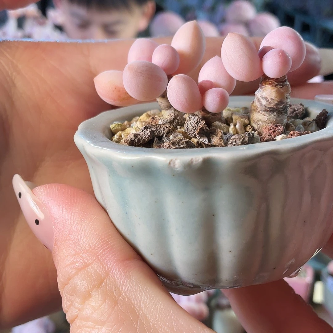 悟***问多肉植物的生长发育和生长发育等方面