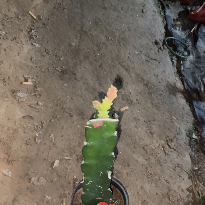 搬****当前无花栽培后可以开花白羽毛1491