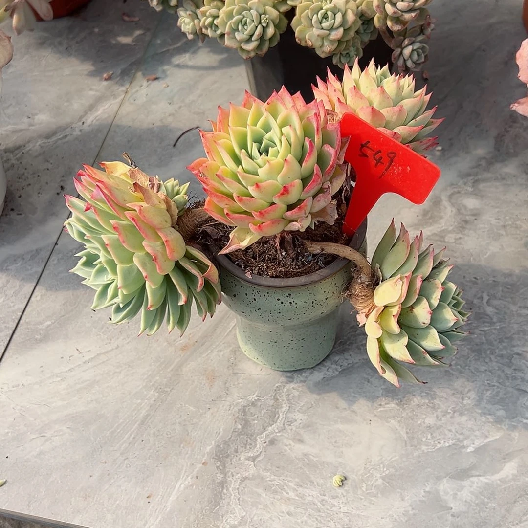 F****7549三色堇多肉植物