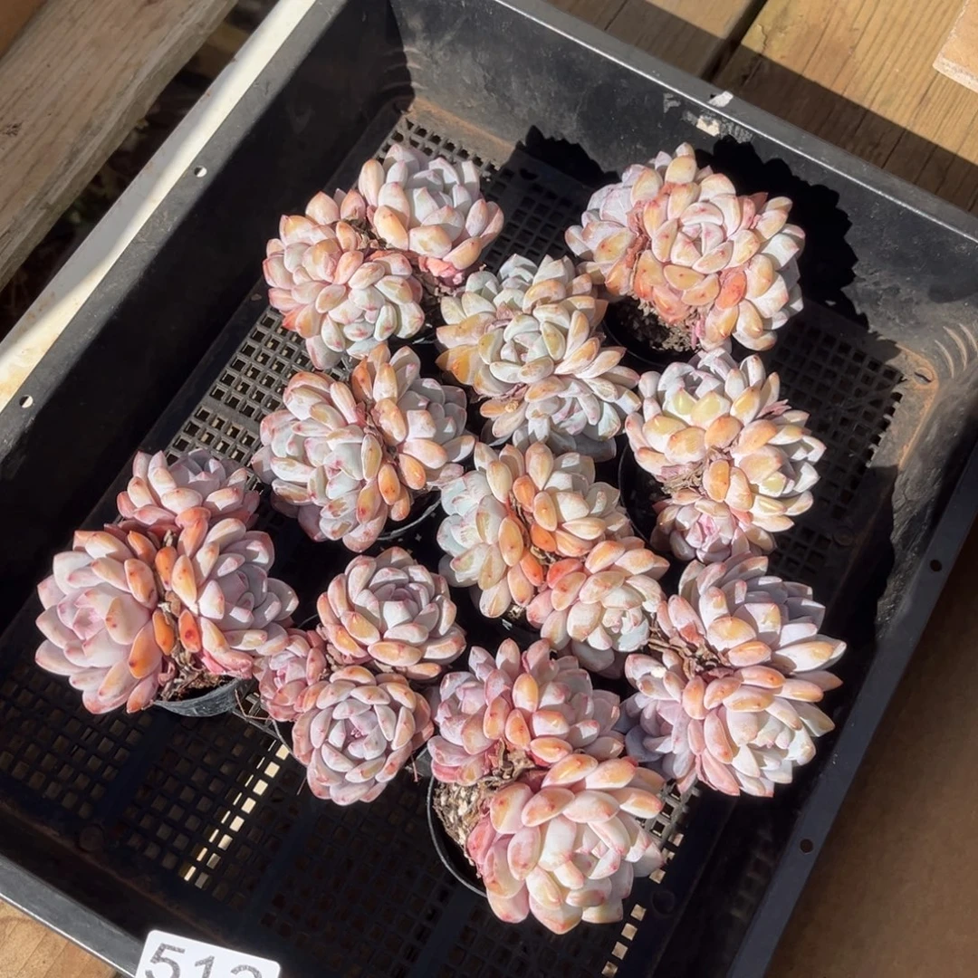 带盆发   512号新疆西藏内蒙古不包邮