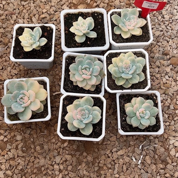 K***O3059号橙梦露锦多肉