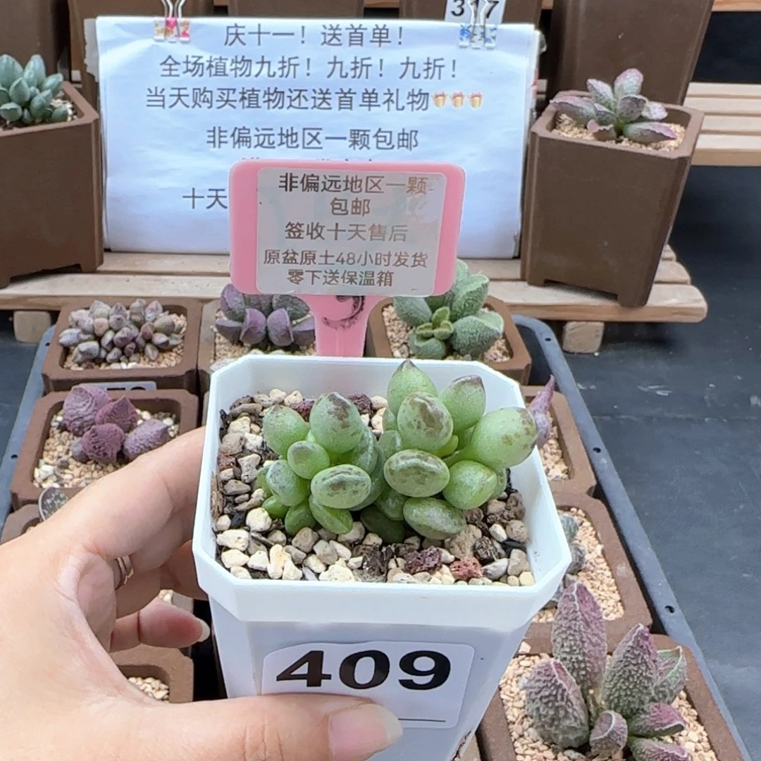 409鼓槌多肉植物