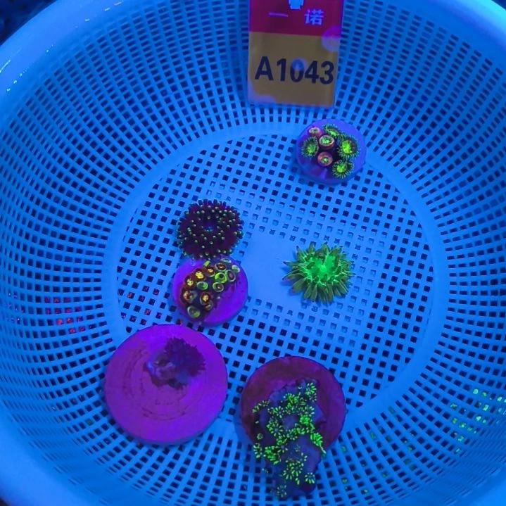 纽扣珊瑚海葵珊瑚纽扣珊瑚