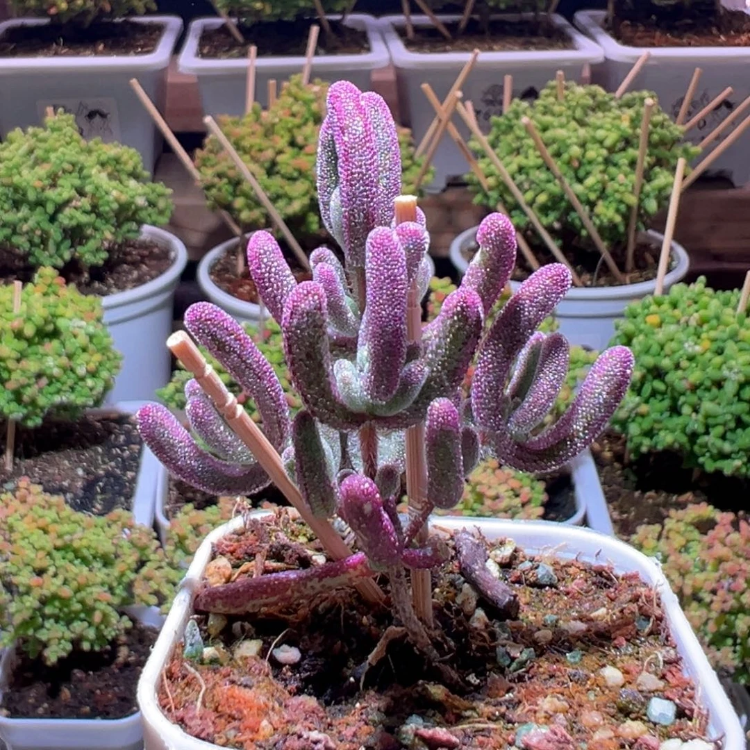 429紫闪光一物一拍带盆土发货