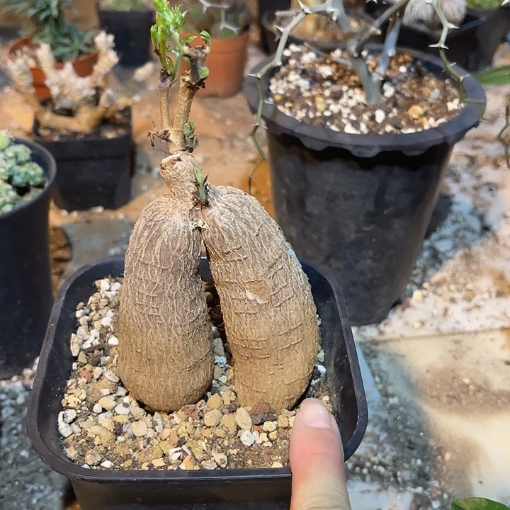 无花朵实生象足葡萄翁块根
